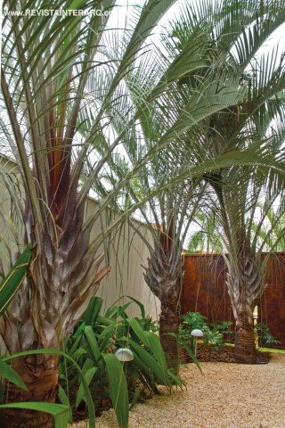 Em um dos jardins laterais, as palmeiras-triângulo marcam presença