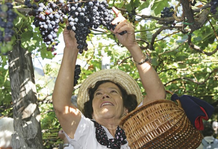A colheita de uvas acontece a mais de cinco séculos, para a produção dos ótimos vinhos.